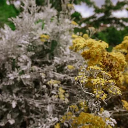 Il Pozzo Fiorito Appartement *